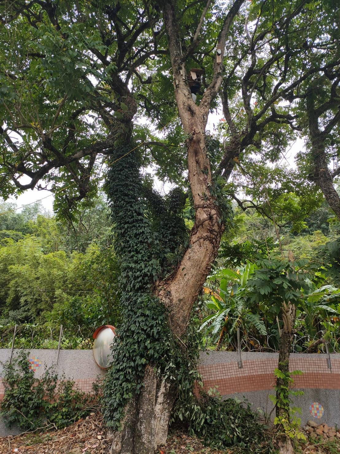 巢箱掛上樹